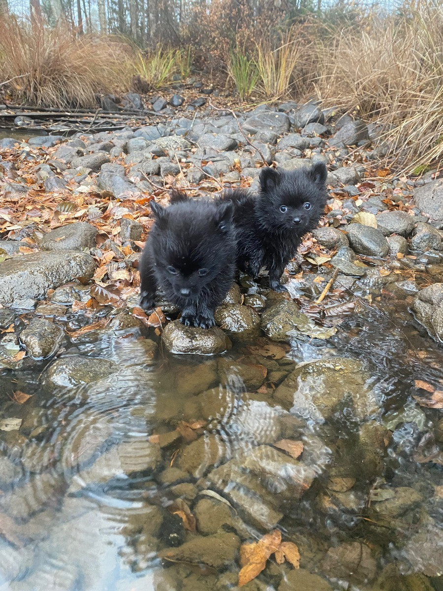 Pomchi · 2025-09-22 · Braås · Susanne F.