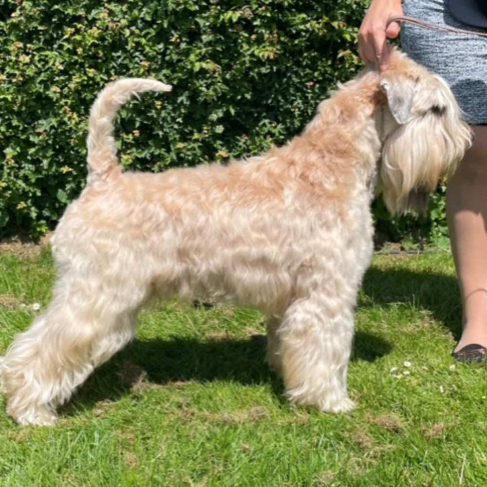 Irish Soft Coated Wheaten Terrier