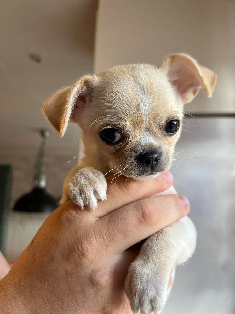 Minitroopers