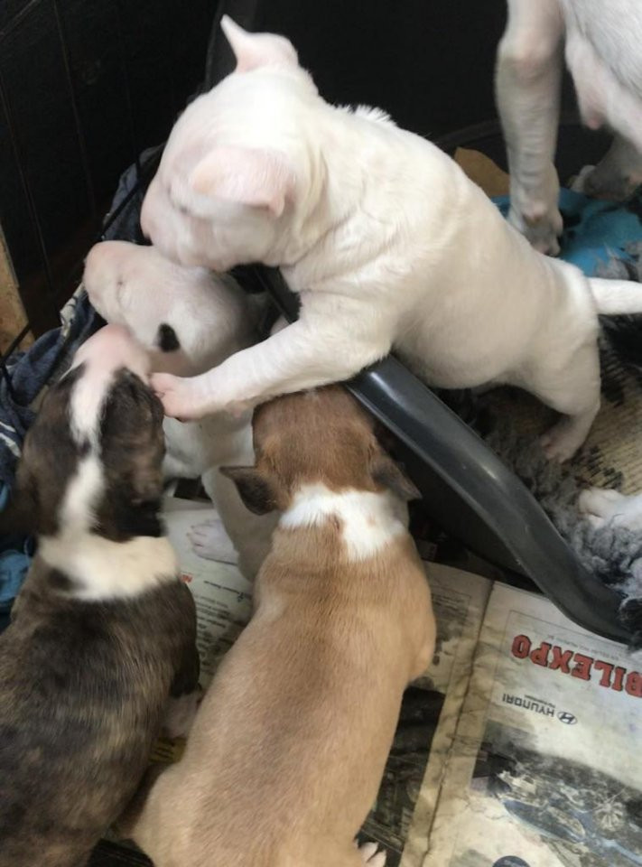 Kennel Tapto's