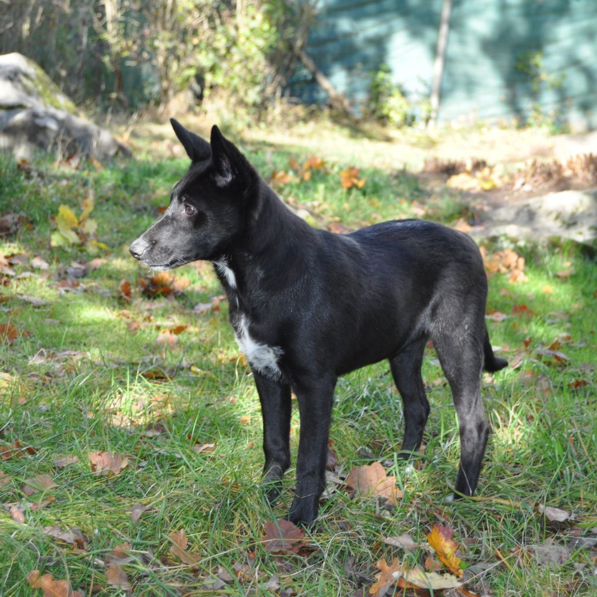 Canaan Dog
