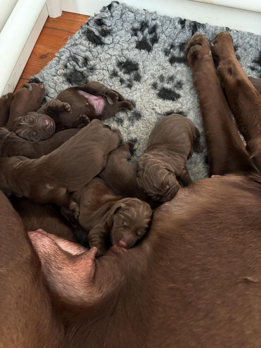 Labrador Retriever