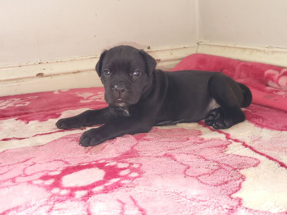 Cane corso