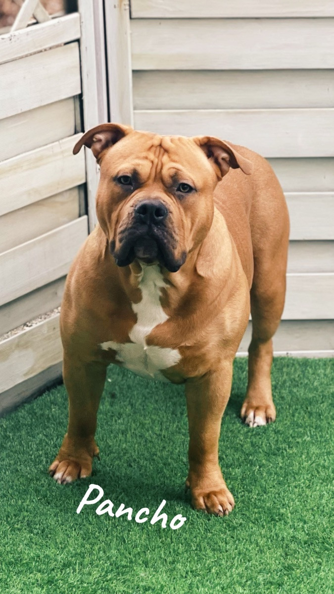 Los Dinegro's kennel