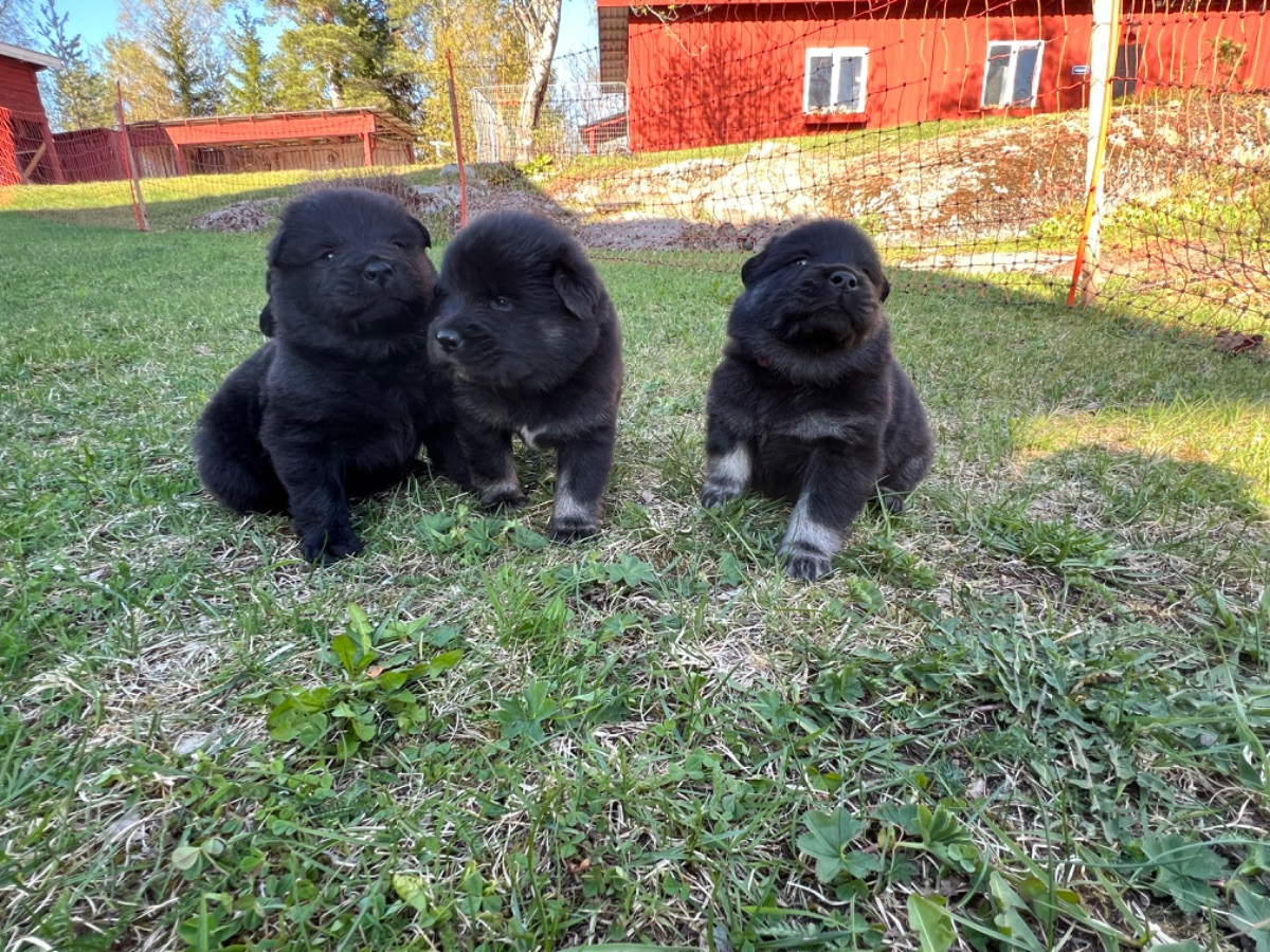 Skogstuvans