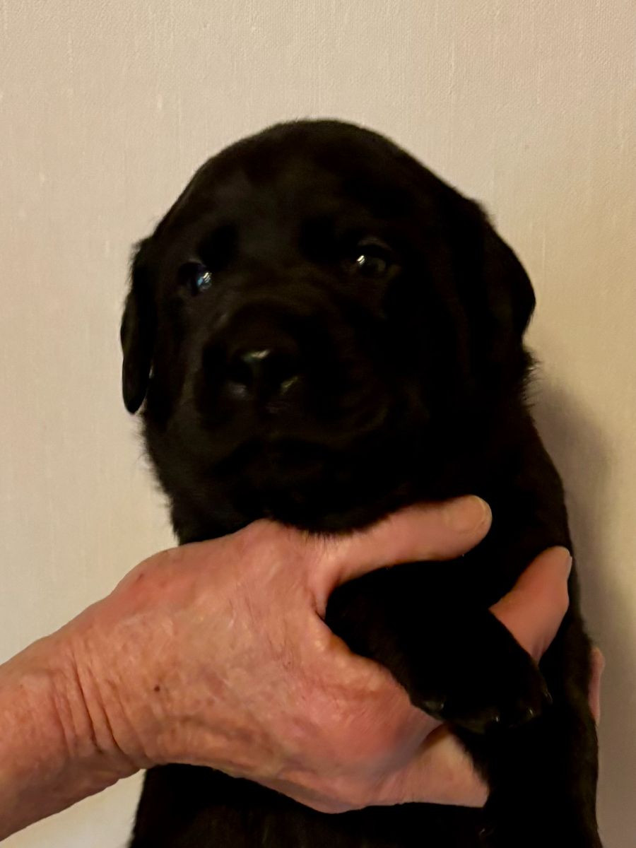 Labrador Retriever