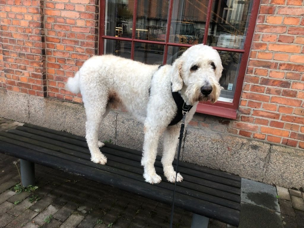 Lyckornaslabradoodle