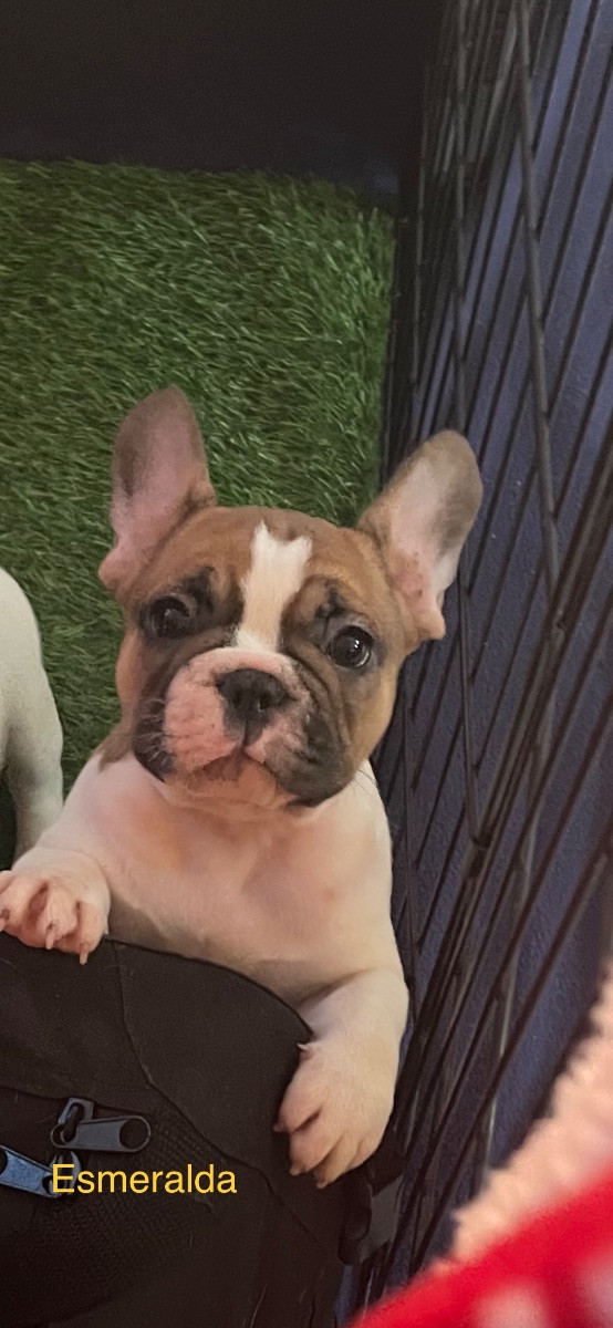 N,Slätternas Frabull
