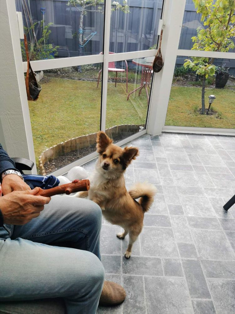 Chihuahua