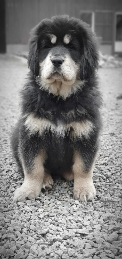 Tibetan Mastiff