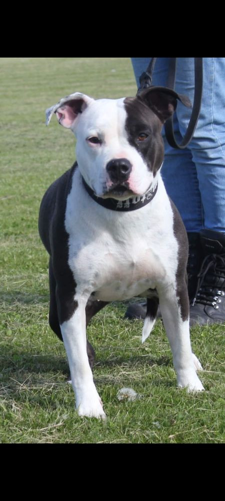 American staffordshire terrier