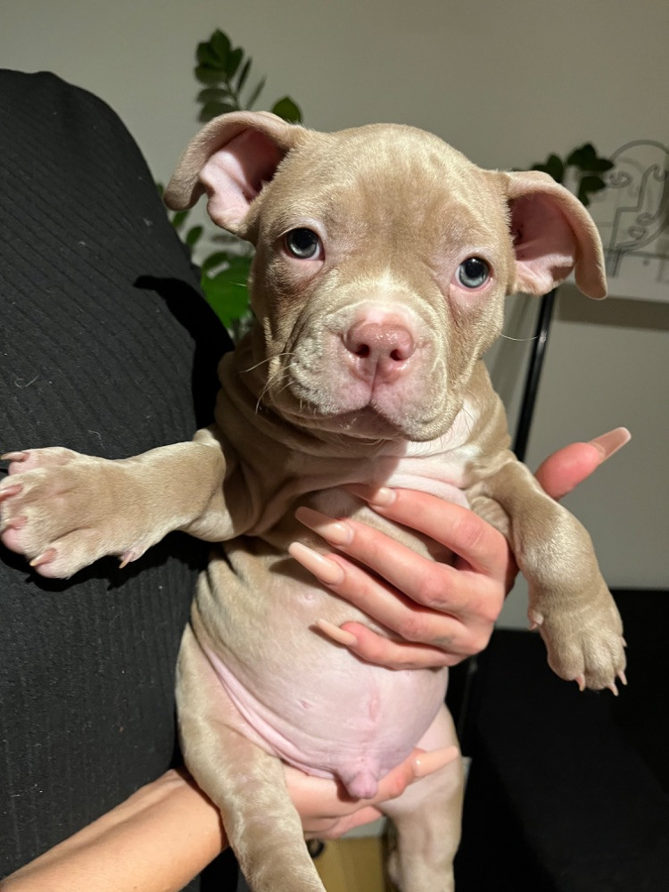 American bully