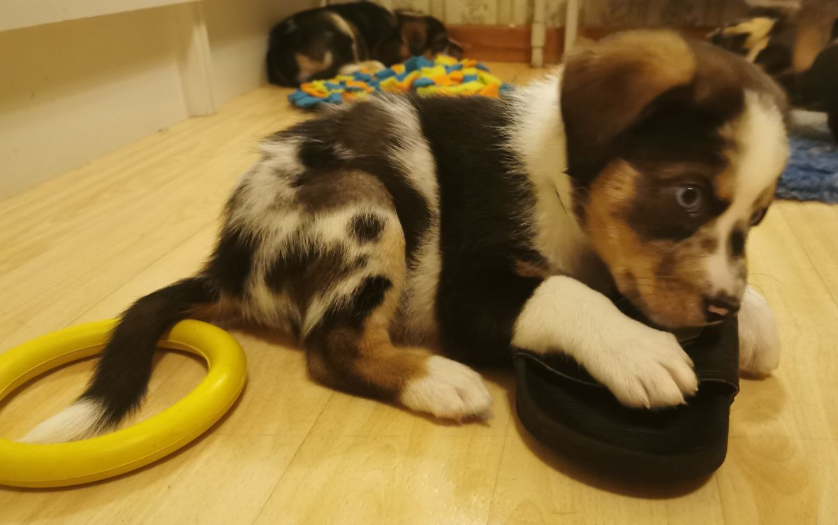 Australian shepherd, Eurohound (mix av pointer och huskey) · 2025-11-21 · Högland · Gunn E.