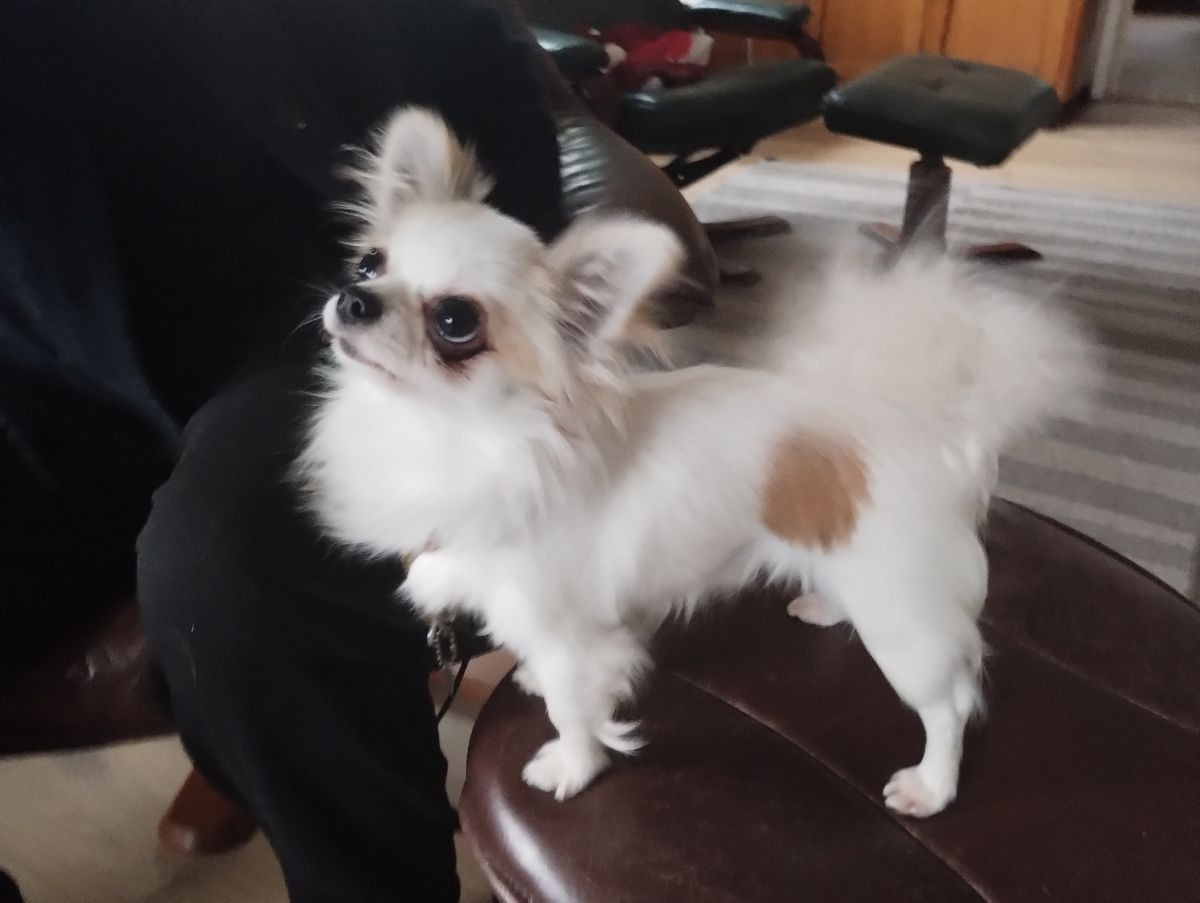 Chihuahua · 2025-05-25 · Rydöbruk · kennel