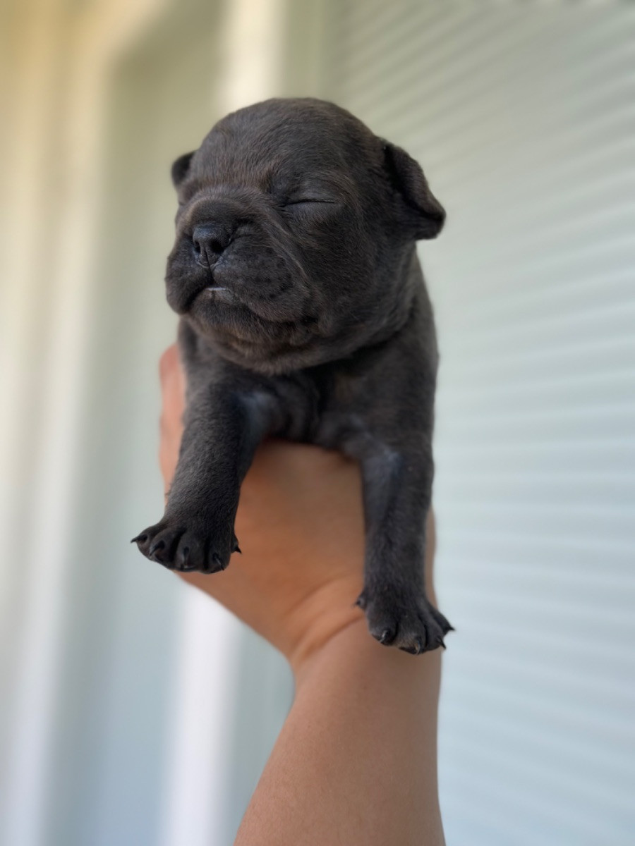French Bulldog