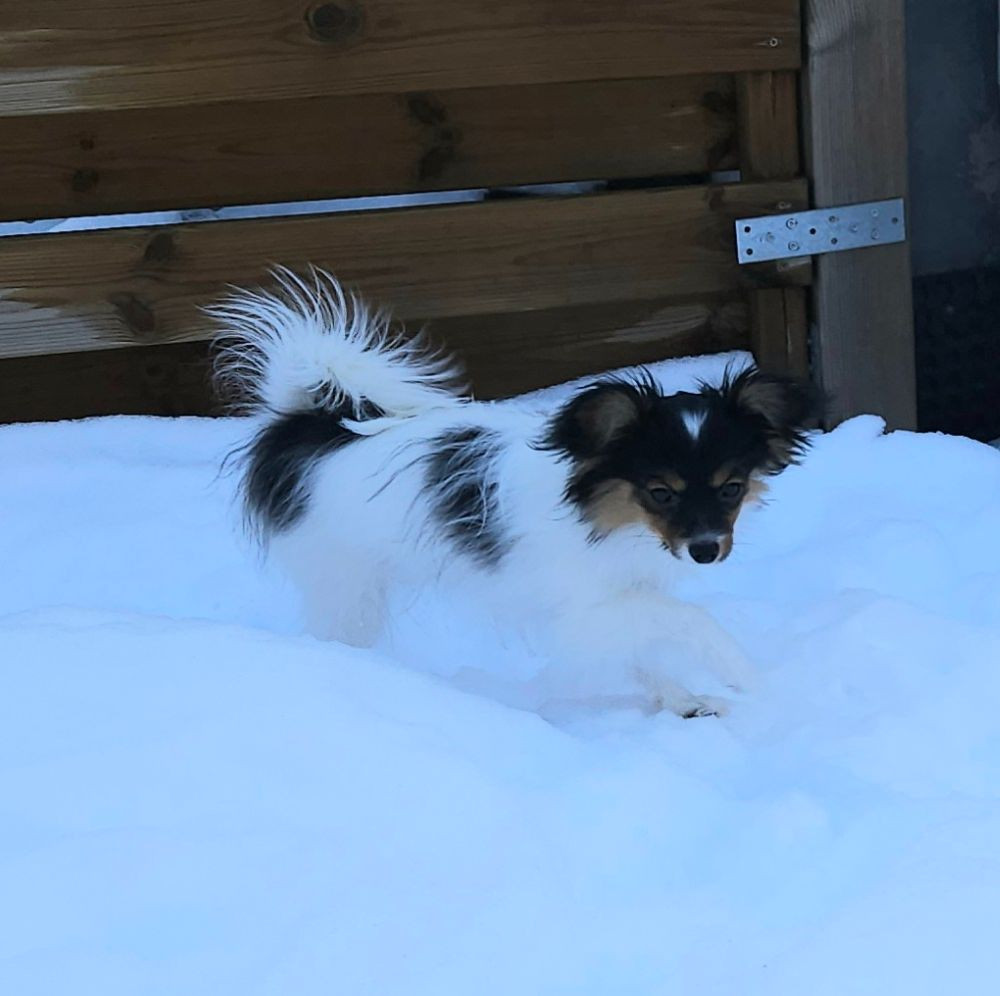 White Curl's