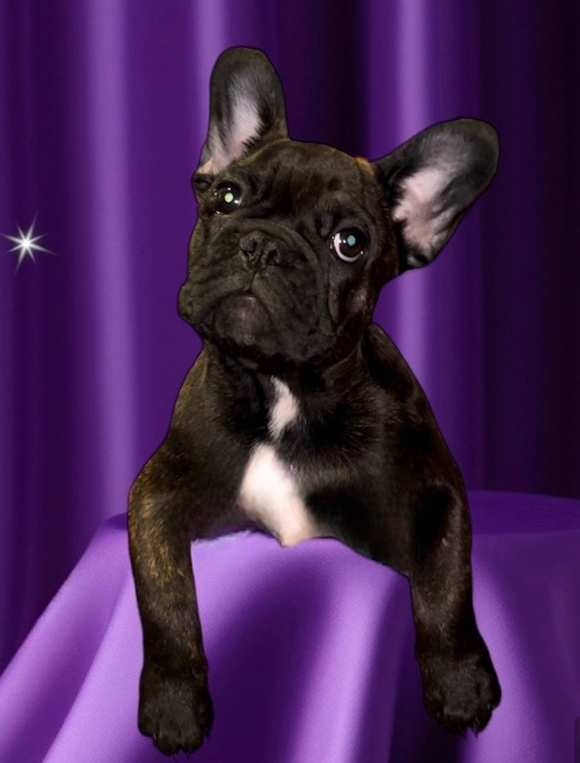 Agapimos kennel