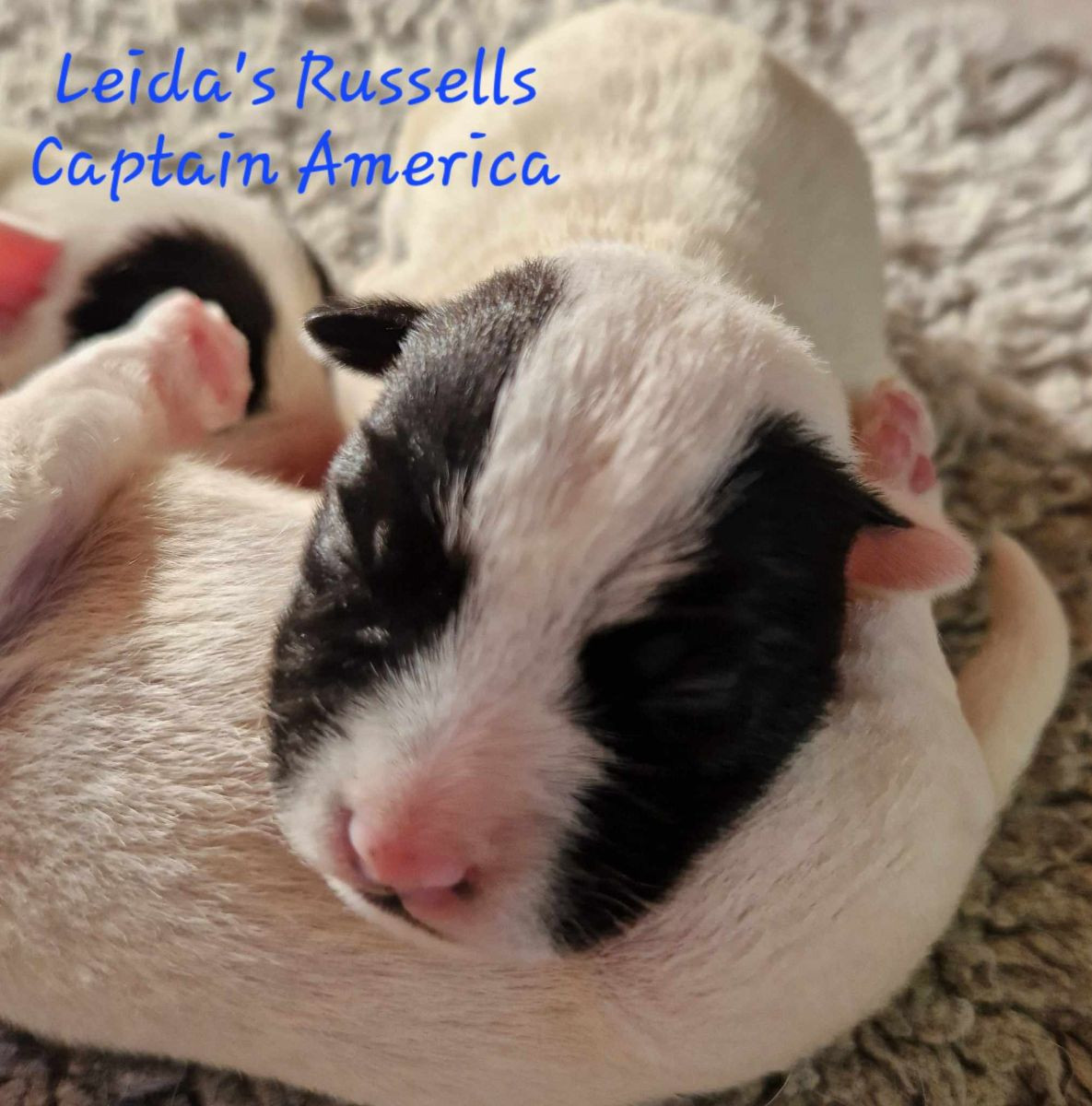 Leida's Russells