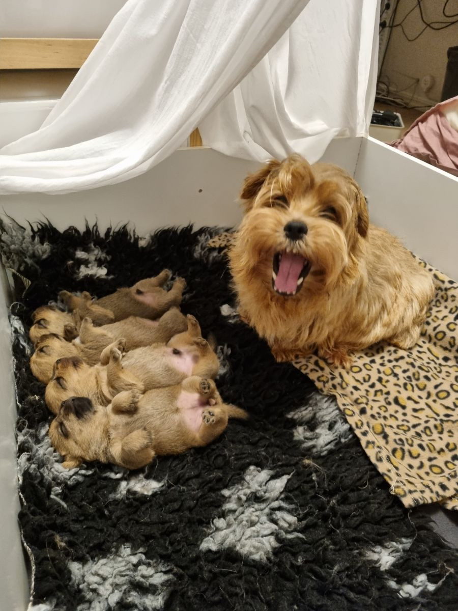 Knebergets