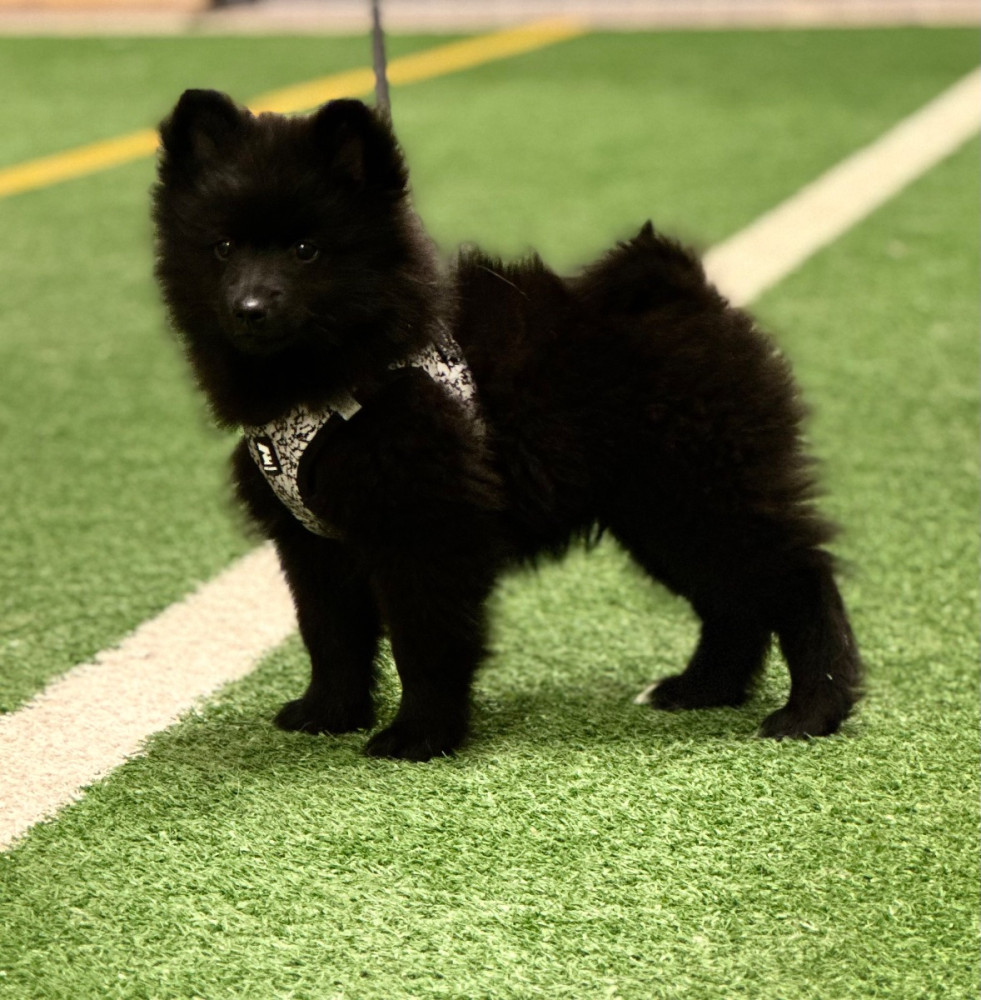 German Spitz – Mittelspitz