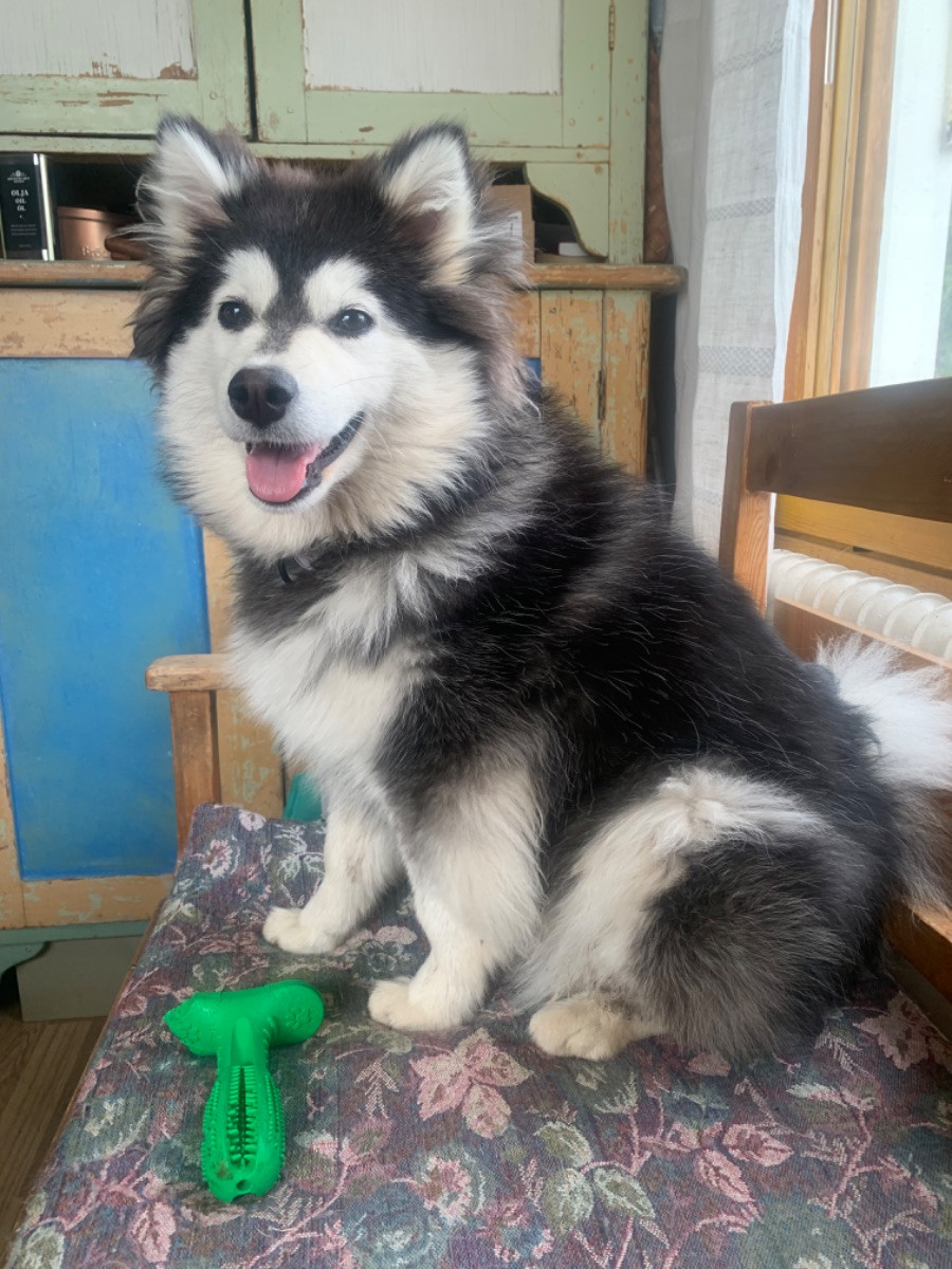Pinja
