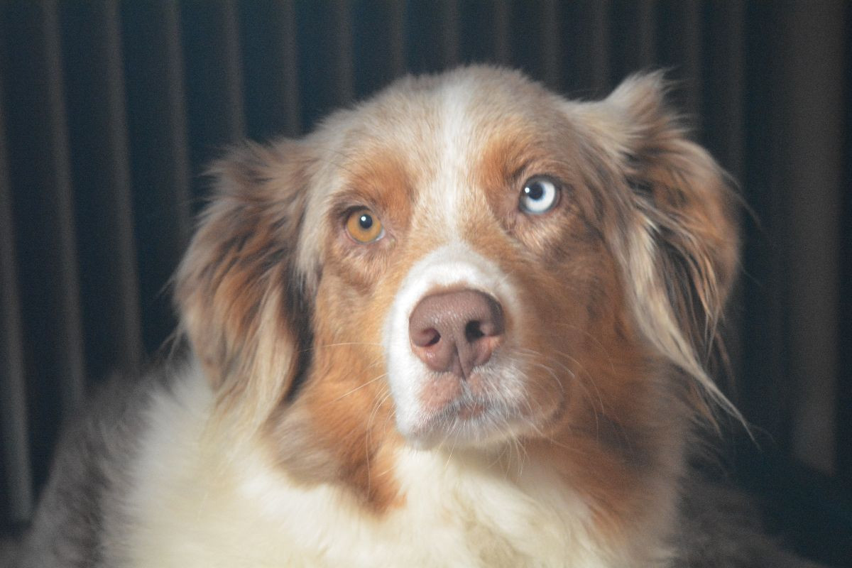Australian Shepherd