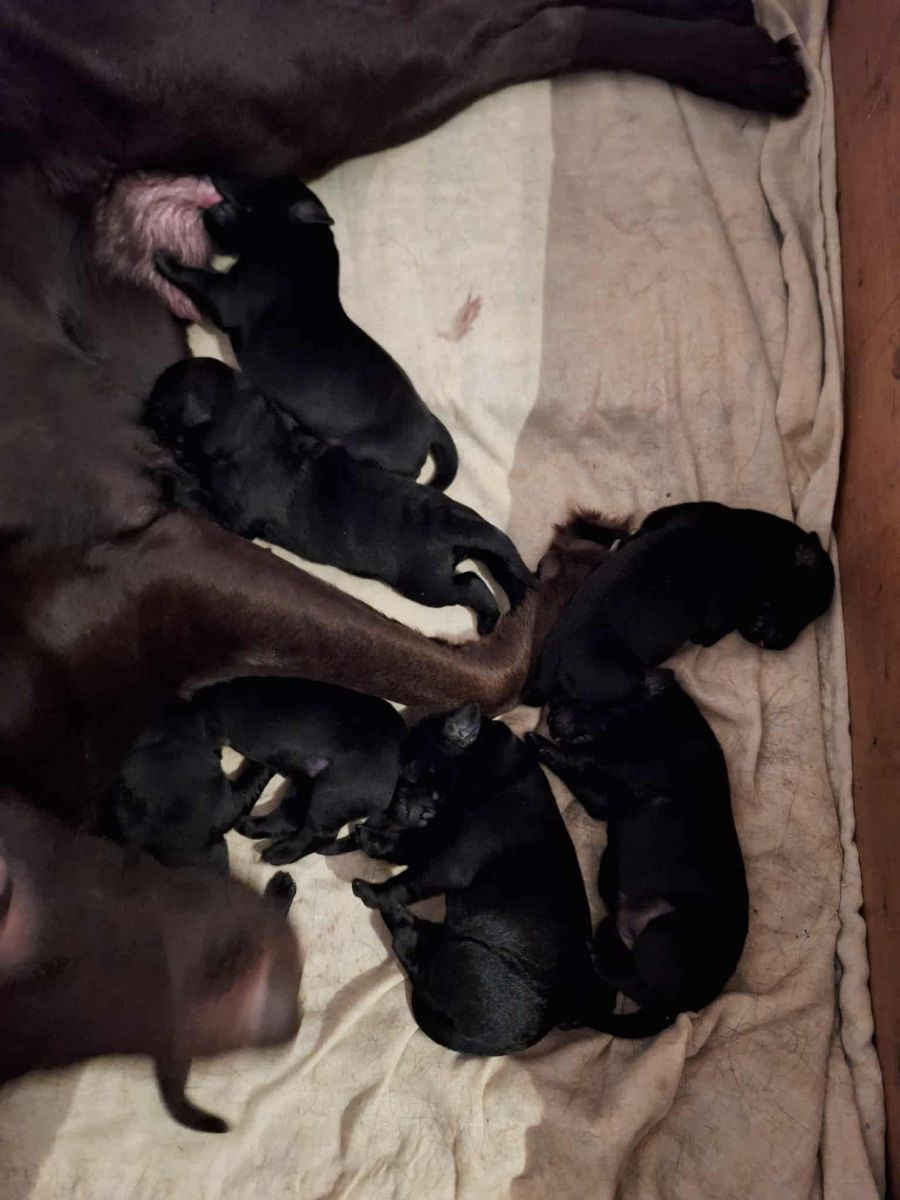 Labrador Retriever · 2025-11-21 · Torpsbruk · Island Hunters