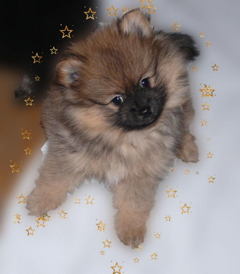 German Spitz – Kleinspitz