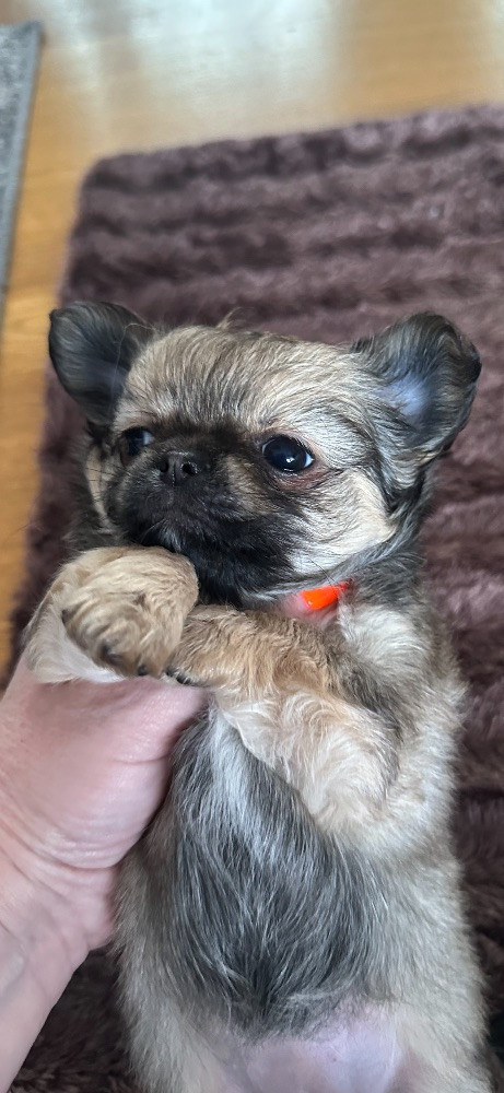 Mini chipette