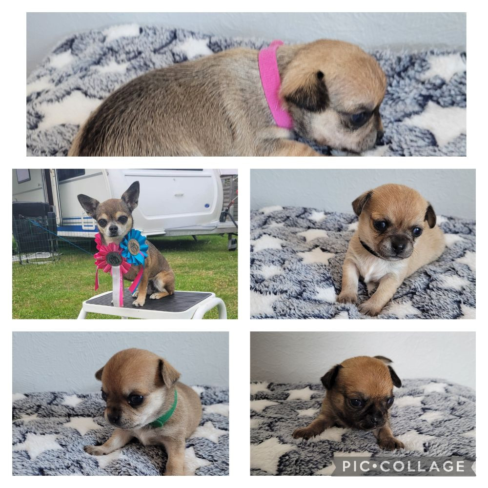 Chihuahua
