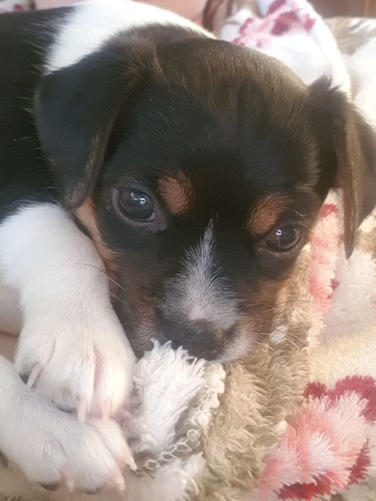 Dansk-svensk gårdhund