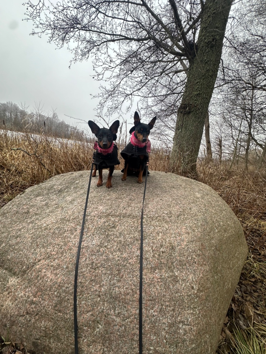 Swordline’s kennel