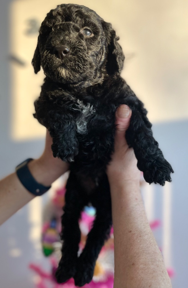 Fluffssons