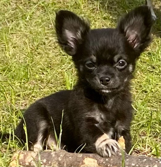 Chihuahua