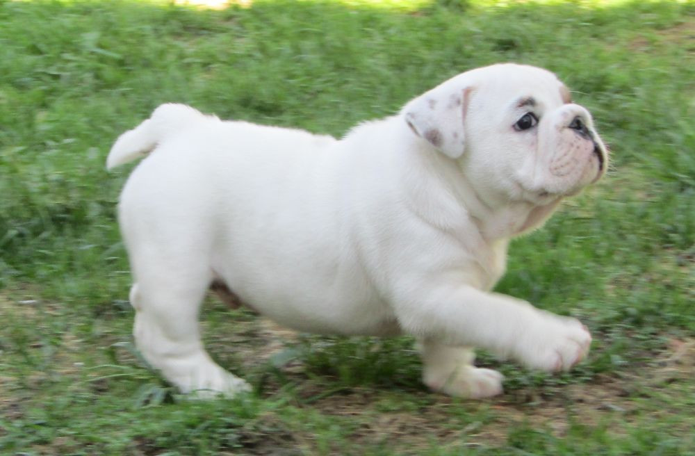 English Bulldog