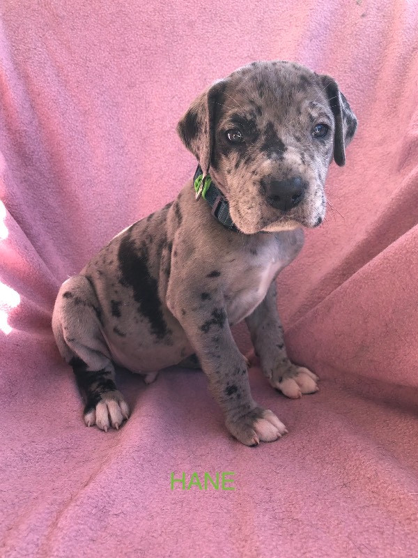 Great Dane (Grand danois)