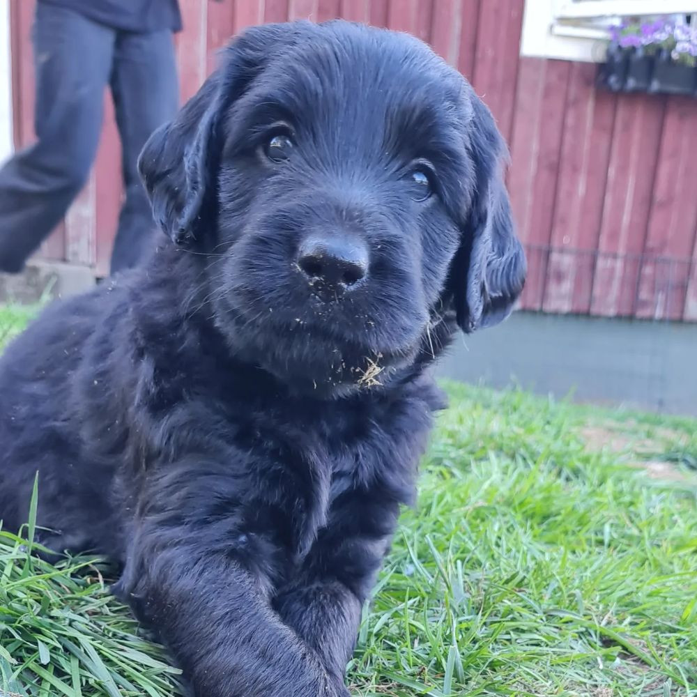 Lyckornaslabradoodle