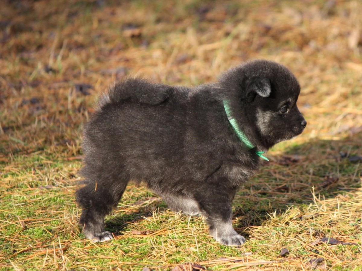 German Spitz – Mittelspitz