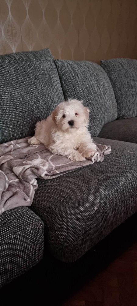 Bichon Frise