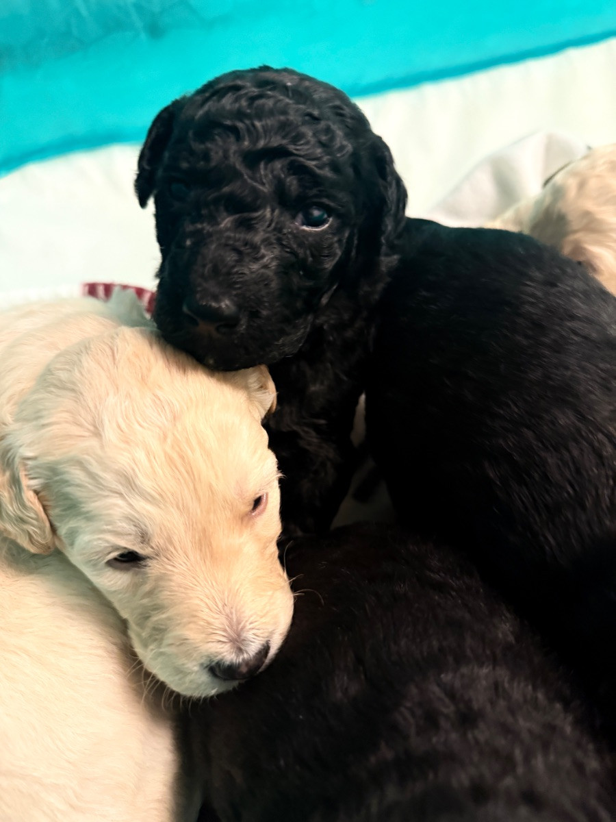 Labradoodle · 2025-11-08 · Sölvesborg · Rejus O.