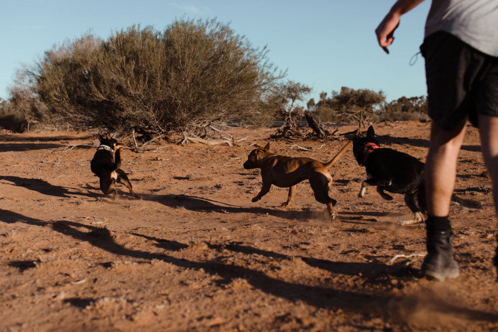 Venue Rules for Dogs & Their Behavior