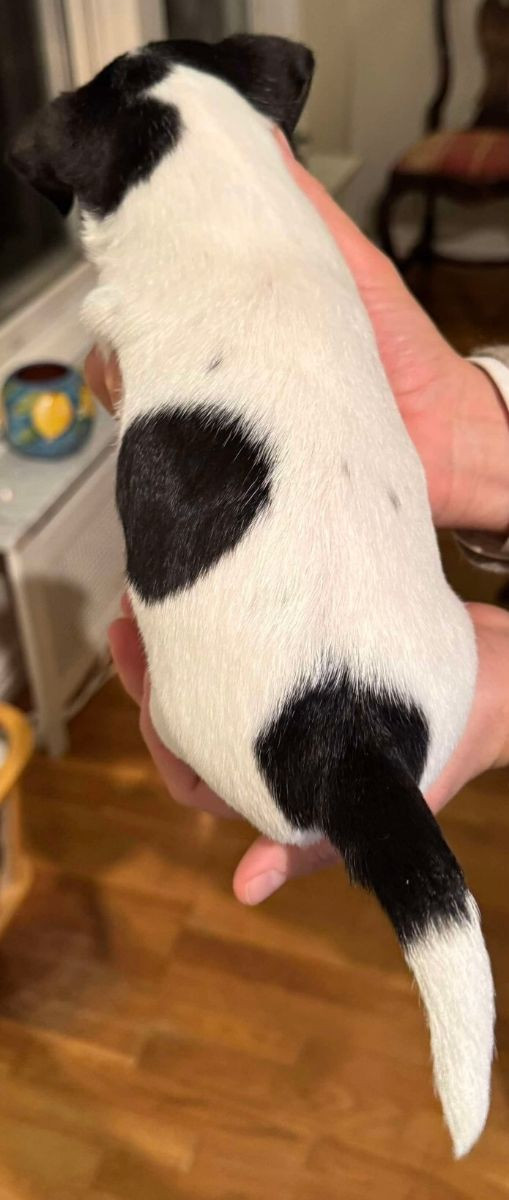 Jack Russell Terrier