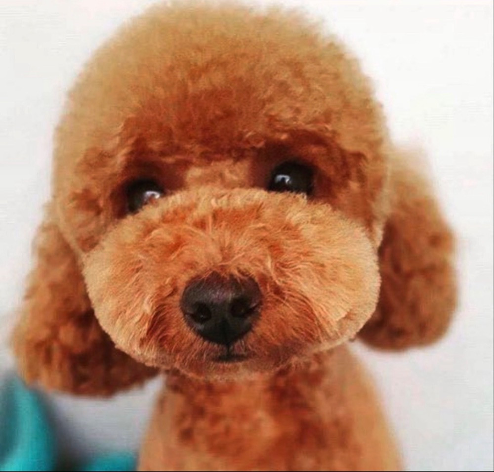 Miniature Poodle