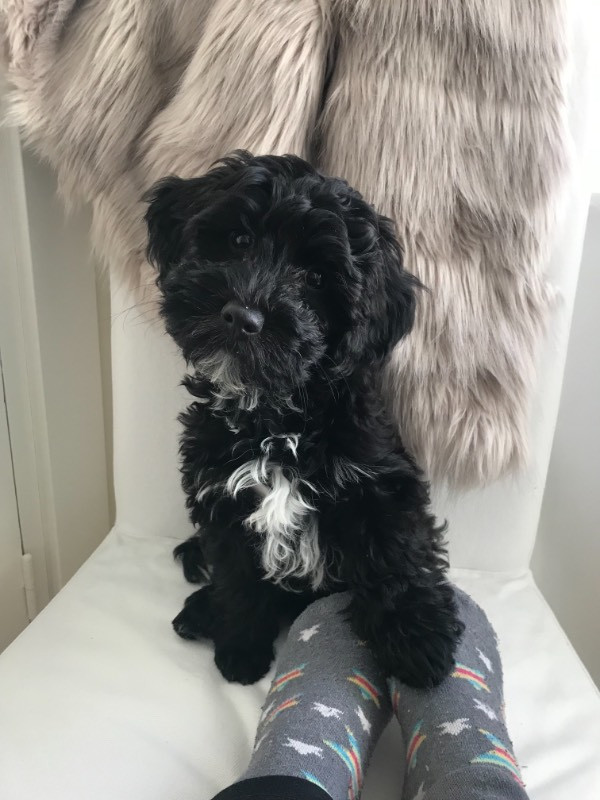 Havapoo (Bichon Havanais/dvärgpudel)