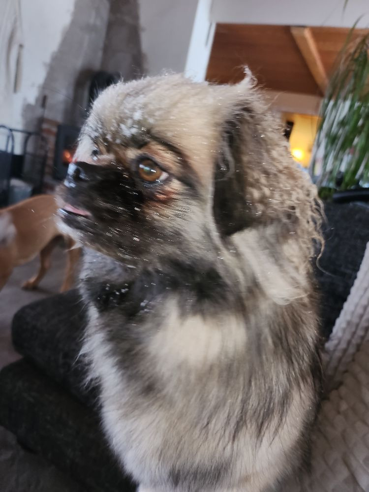 Tibetan Spaniel