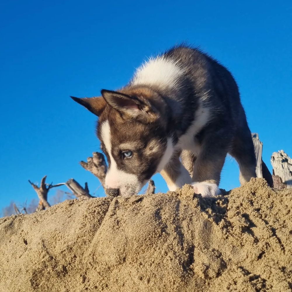 Siberian husky
