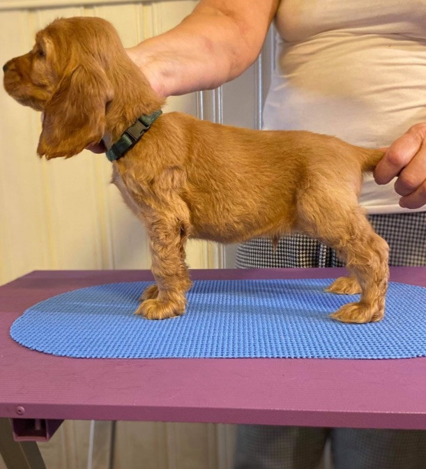 Cocker spaniel
