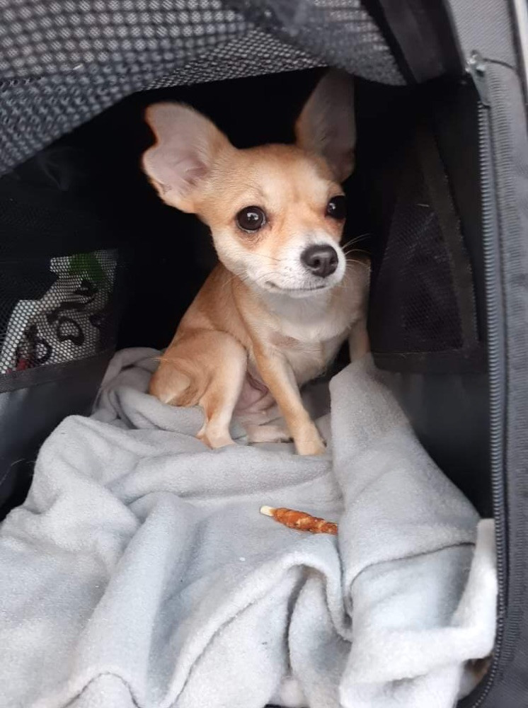Chihuahua