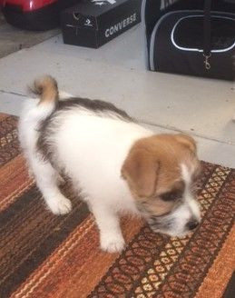 Jack Russell Terrier