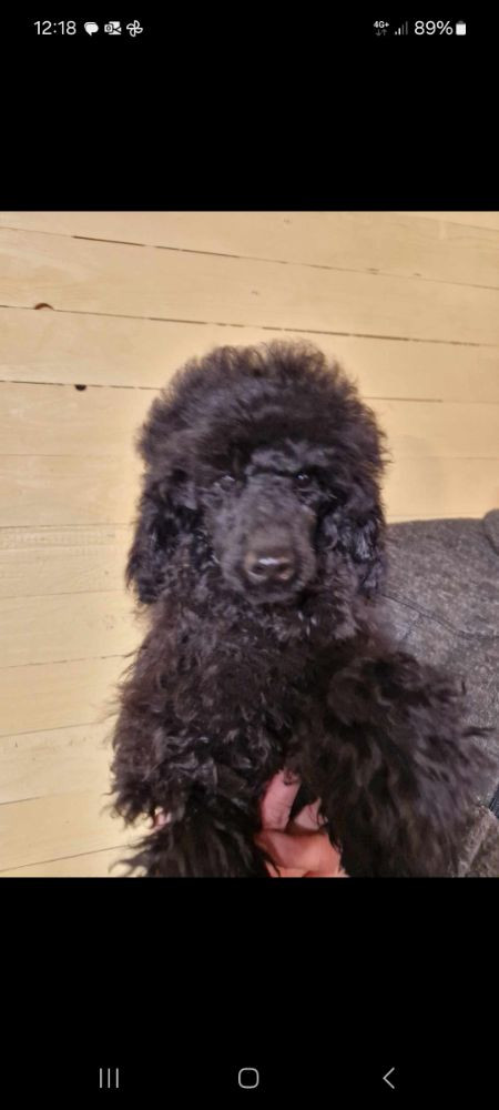 Medium Poodle